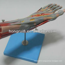 ISO Muscles Model of Foot with Main Vessels & Nerves, Foot model